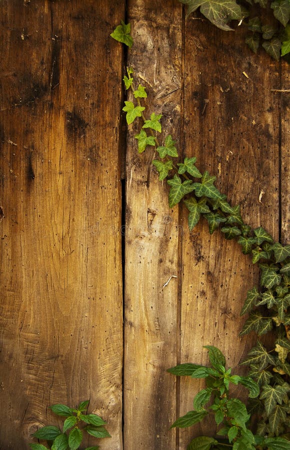 Ivy on wood