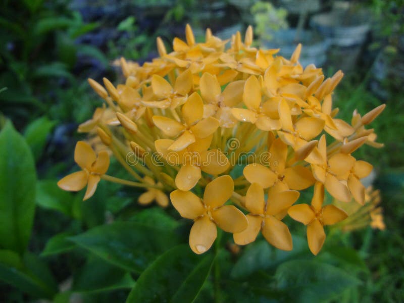 Ixora Amarela Com Fundo Verde Foto de Stock - Imagem de outono, nave:  224532998