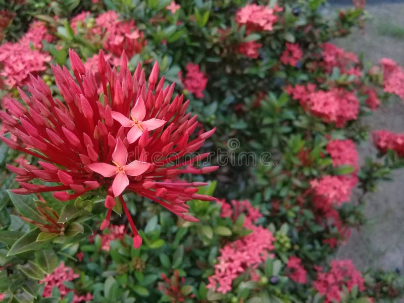 Ixora blomma i trädgården - closeup royaltyfri foto Ixora blomma i trädgården - closeup royaltyfri foto