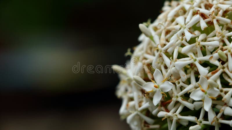 Ixora Branca Siamesa, Flor Branca De Ixora De Vista Superior Imagem de  Stock - Imagem de siamês, seleto: 157541685