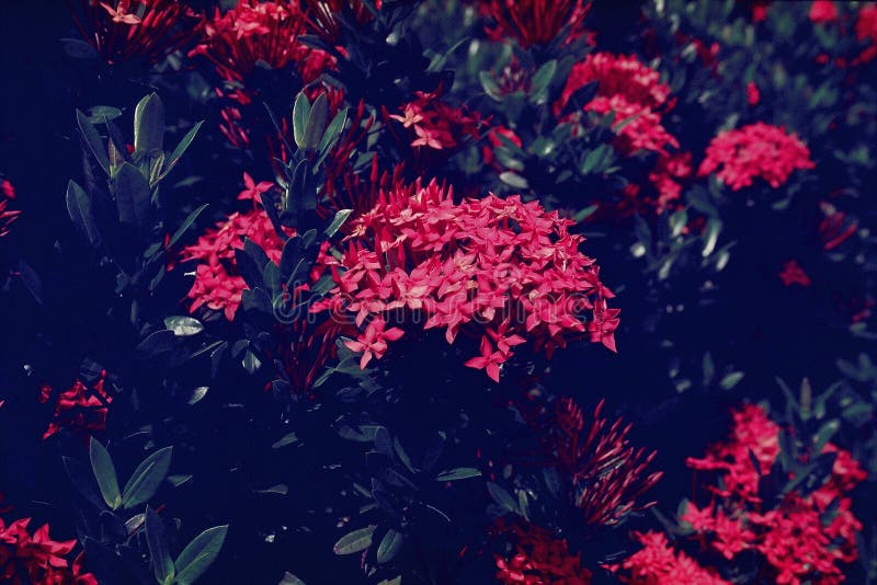 Ixora Chinensis Chinese Ixora Stock Image - Image of common, though ...