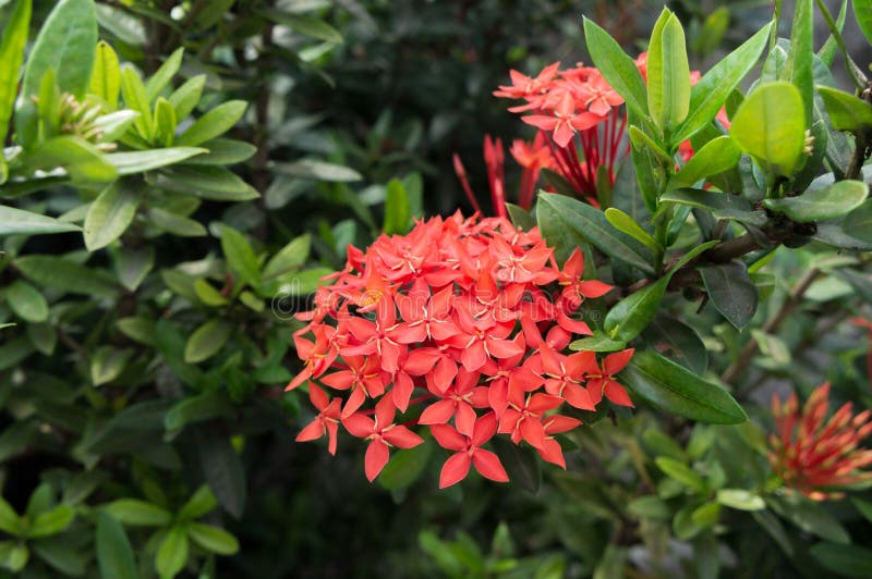 Ixora Chinensis Florescendo No Jardim. Foto de Stock - Imagem de verde,  bonito: 174131222