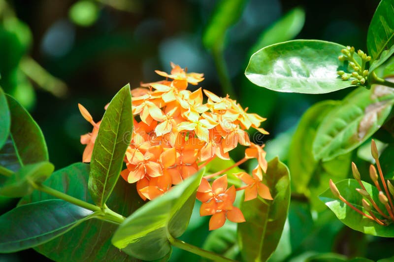 Ixora Chinensis Lamk Spp Zephyranthes West Indian Jasmine Ixora Chinensis Lamk Spp Zephyranthes West Indian Jasmine