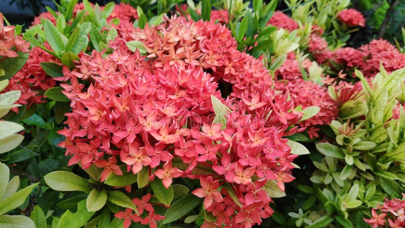 Ixora Chinensis Ou Jasmim Ou Ixora, Flor Da índia Ocidental, Ou Gerânio Da  Selva, Com Folhas Verdes Frescas No Jardim. Foto de Stock - Imagem de  decorativo, jardim: 196321722