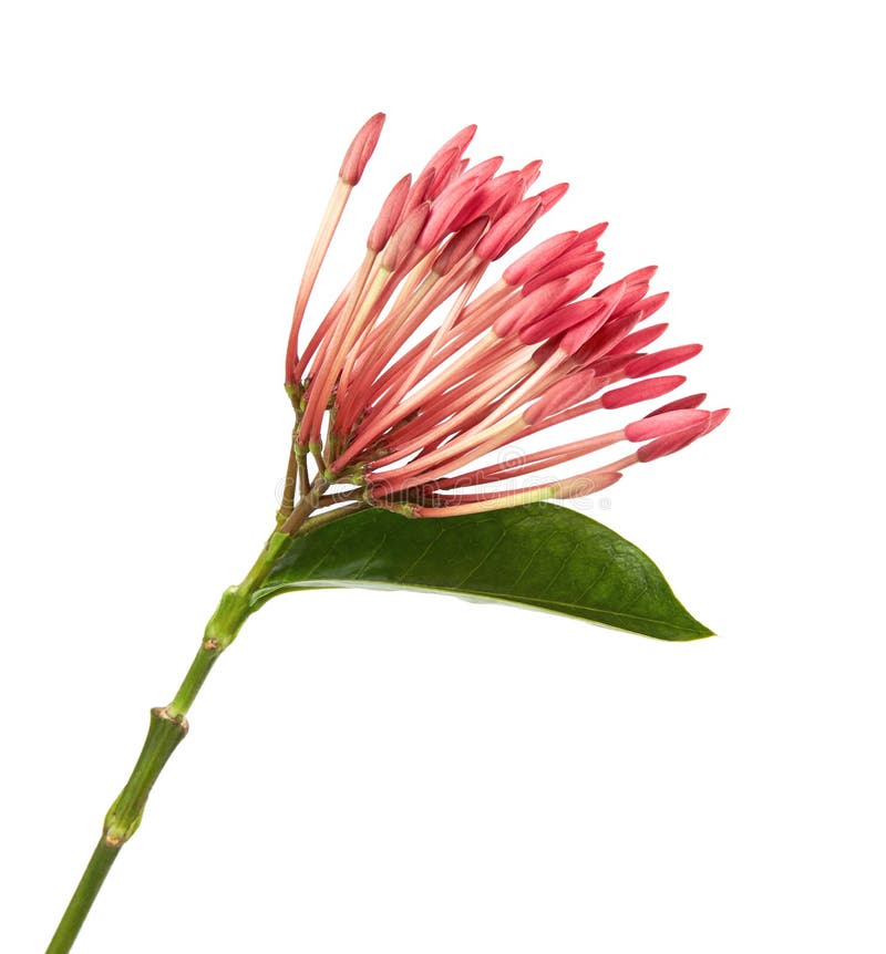 Ixora coccinea kwiat, Różowy ixora z liśćmi odizolowywającymi na białym tle obrazy stock Ixora coccinea kwiat, Różowy ixora z liśćmi odizolowywającymi na białym tle obrazy stock