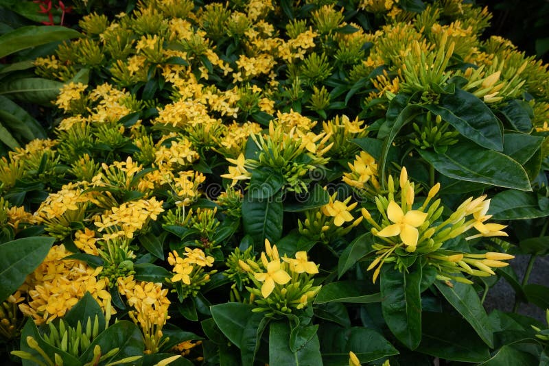 Ixora Flower. Yellow Spike Flower. King Ixora Blooming Ixora Chinensis.  Rubiaceae Flower Stock Image - Image of color, flower: 115348099