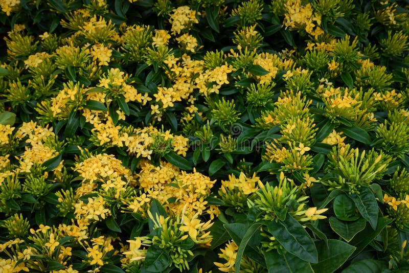 Ixora flower. Yellow spike flower. King Ixora blooming Ixora chinensis. Rubiaceae flower. Ixora coccinea flower stock image Ixora flower. Yellow spike flower. King Ixora blooming Ixora chinensis. Rubiaceae flower. Ixora coccinea flower stock image
