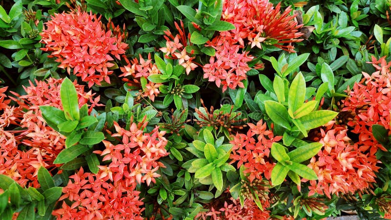 Ixora Flowers or Rubiaceae Flower or Ixora Coccinea or Red Rubiaceae Flower  or Red Flower Spike or Ixora Mini Dwarf Plant. Stock Image - Image of  close, beautiful: 215440245