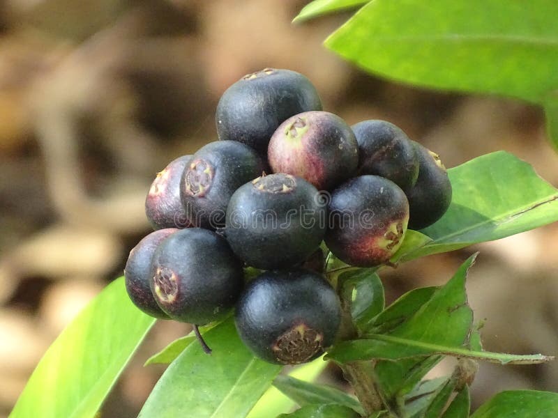 Ixora fruit stock photo. Image of sony, petal, flowers - 179361108