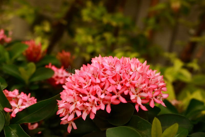 Flores De Ixora En El Parque De Tailandia Fotos de stock - Fotos libres de  regalías de Dreamstime