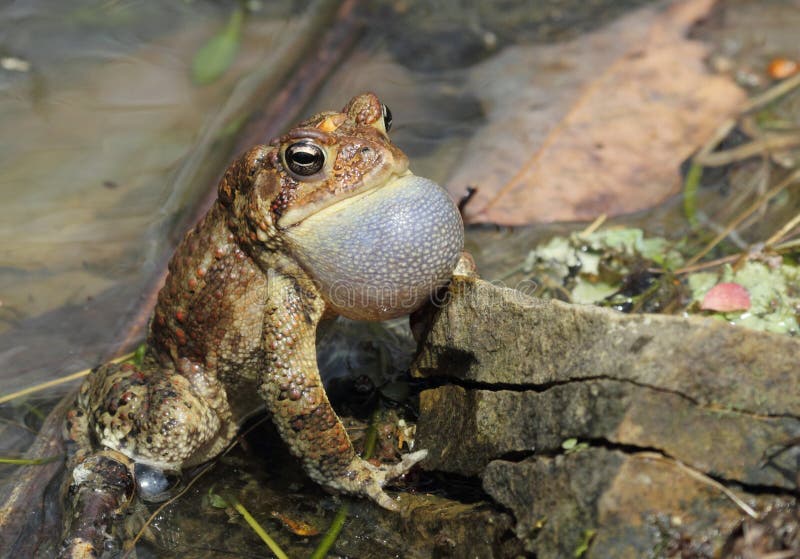 J'appelle le crapaud américain mâle photographie stock J'appelle le crapaud américain mâle photographie stock