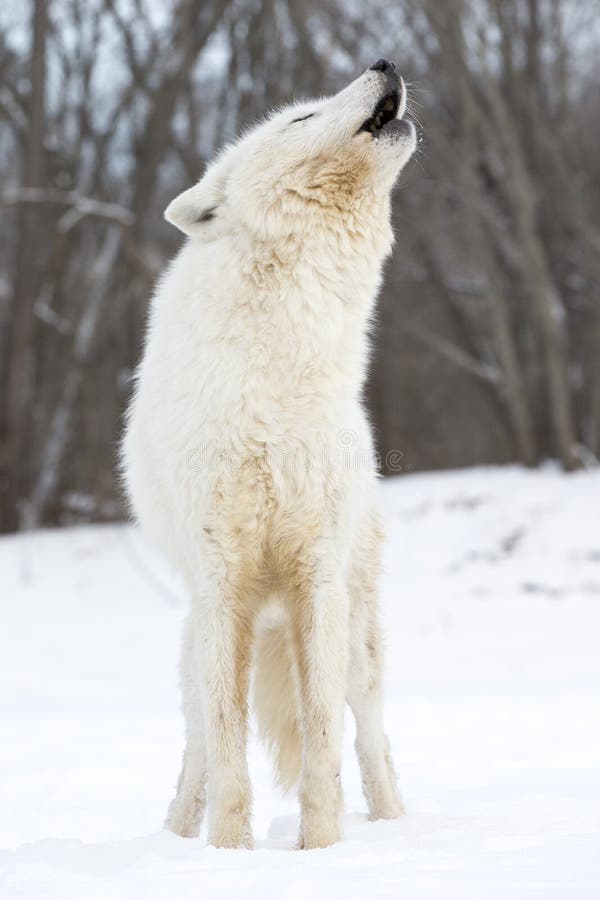 Arctic Wolf Howling for communication with other wolves in the wintertime in the mountains. Arctic Wolf Howling for communication with other wolves in the wintertime in the mountains