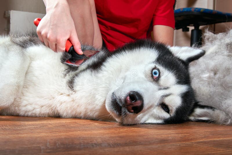 Jaarlijkse het concept ruit, bedekt het afwerpen, moulting huisdieren met een laag Verzorgende Undercoat-Hond De jongen kamt wol royalty-vrije stock foto's Jaarlijkse het concept ruit, bedekt het afwerpen, moulting huisdieren met een laag Verzorgende Undercoat-Hond De jongen kamt wol royalty-vrije stock foto's