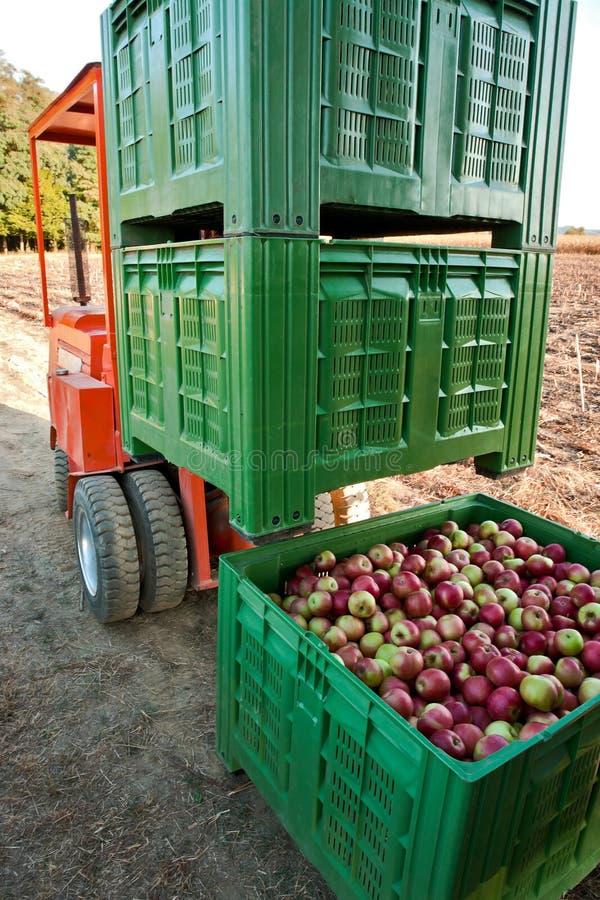 Plastic ceates filled with picked Jonagold cultivar apples ready for shipping. Plastic ceates filled with picked Jonagold cultivar apples ready for shipping.