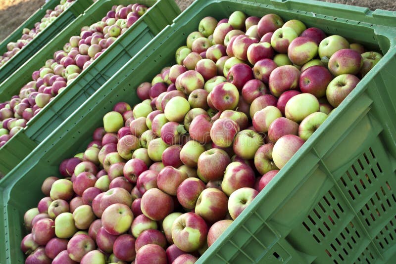 Plastic ceates filled with picked Jonagold cultivar apples ready for shipping. Plastic ceates filled with picked Jonagold cultivar apples ready for shipping.