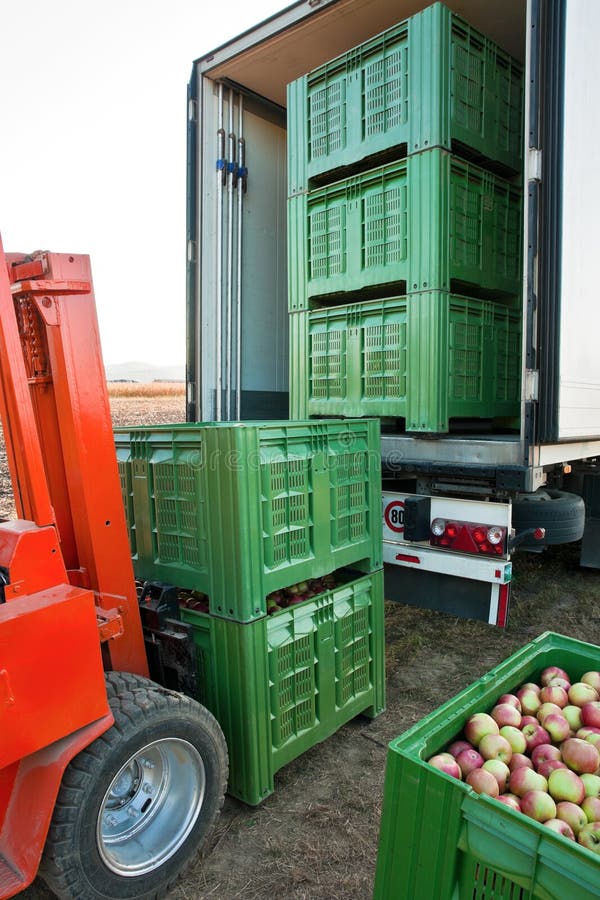 Forklift is loading crates in the truck. Plastic ceates filled with picked Jonagold cultivar apples are ready for shipping. Forklift is loading crates in the truck. Plastic ceates filled with picked Jonagold cultivar apples are ready for shipping.