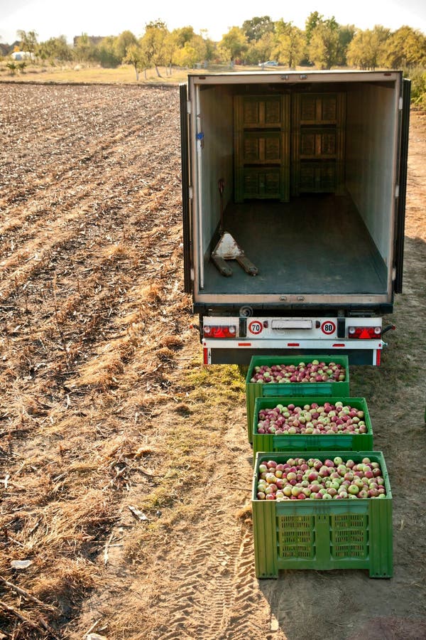 Plastic ceates filled with picked Jonagold cultivar apples are ready for shipping. Plastic ceates filled with picked Jonagold cultivar apples are ready for shipping.