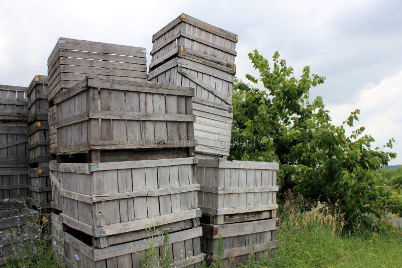 Old weathered apple crates piled high at the local fruit orchard. Old weathered apple crates piled high at the local fruit orchard.