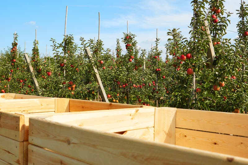 Apple harvest in the country, boxes. Apple harvest in the country, boxes