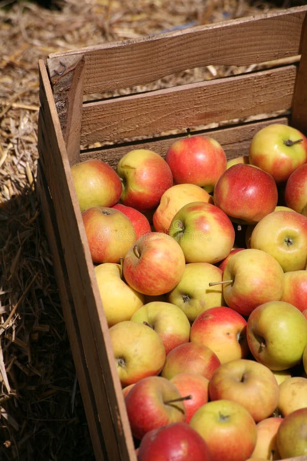 Apples in a wooden bin at an apple orchard. Apples in a wooden bin at an apple orchard