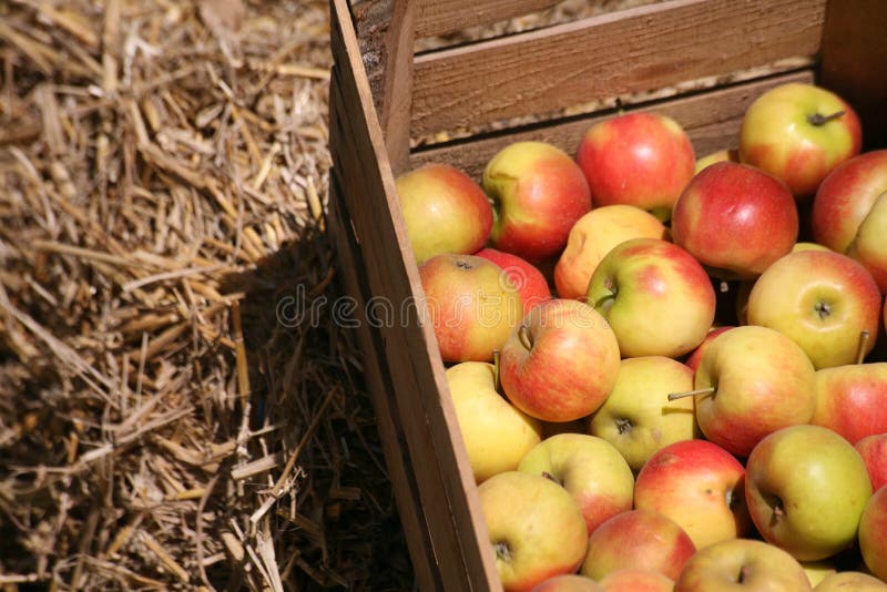 Apples in a wooden bin at an apple orchard. Apples in a wooden bin at an apple orchard