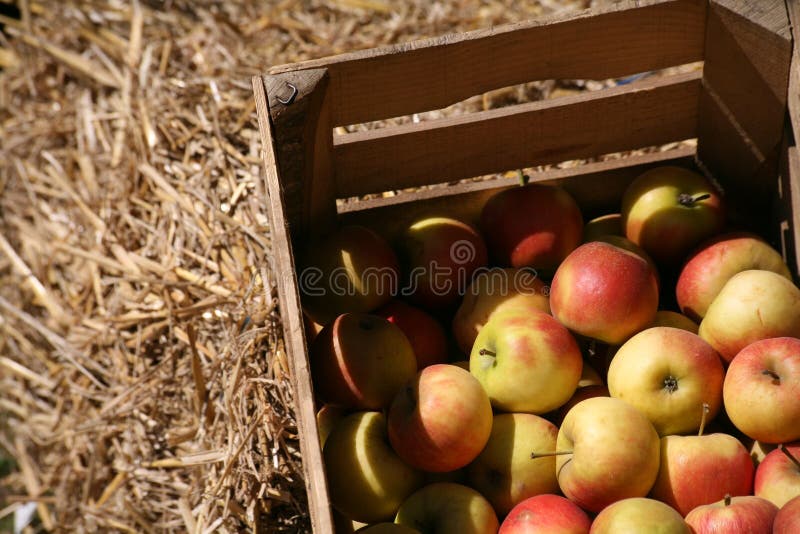 Apples in a wooden bin at an apple orchard. Apples in a wooden bin at an apple orchard