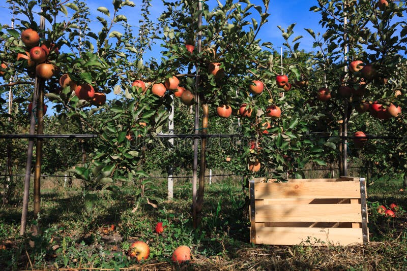 Fall harvest: apple trees row and a wooden box for fruits. Fall harvest: apple trees row and a wooden box for fruits.