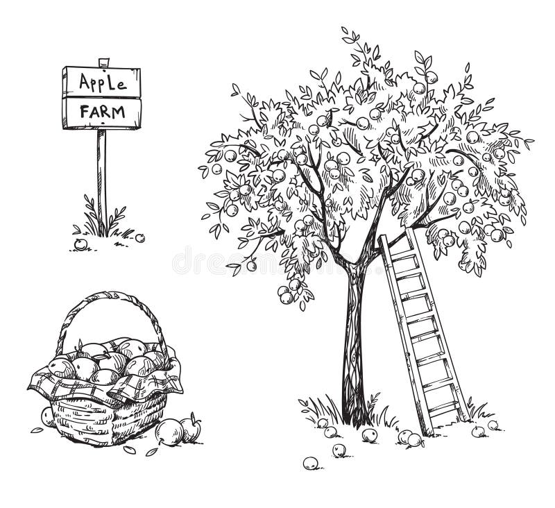 Jabłoń z drabiną i koszykiem dojrzałych jabłek z ilustracją wektora jabłkowego