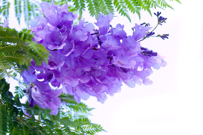 Jacaranda Flowers stock image. Image of tubular, tree 11322899