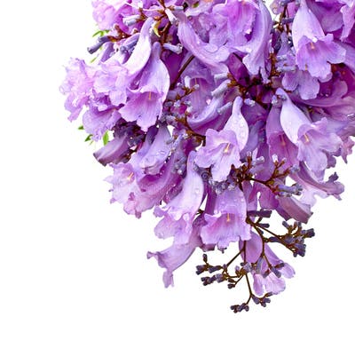 5,342 Jacaranda Stock Photos - Free & Royalty-Free Stock Photos from ...