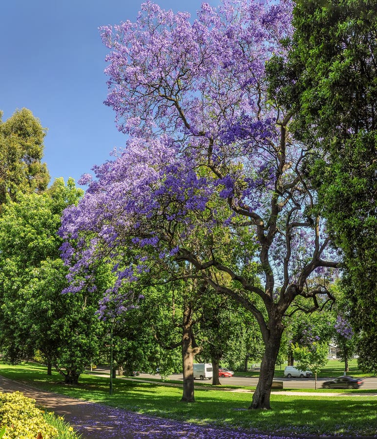 Jacaranda in the Royal Botanic Gardens Melbourne Stock Photo Image of