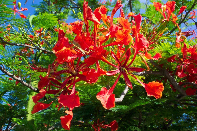 jacaranda tree flower