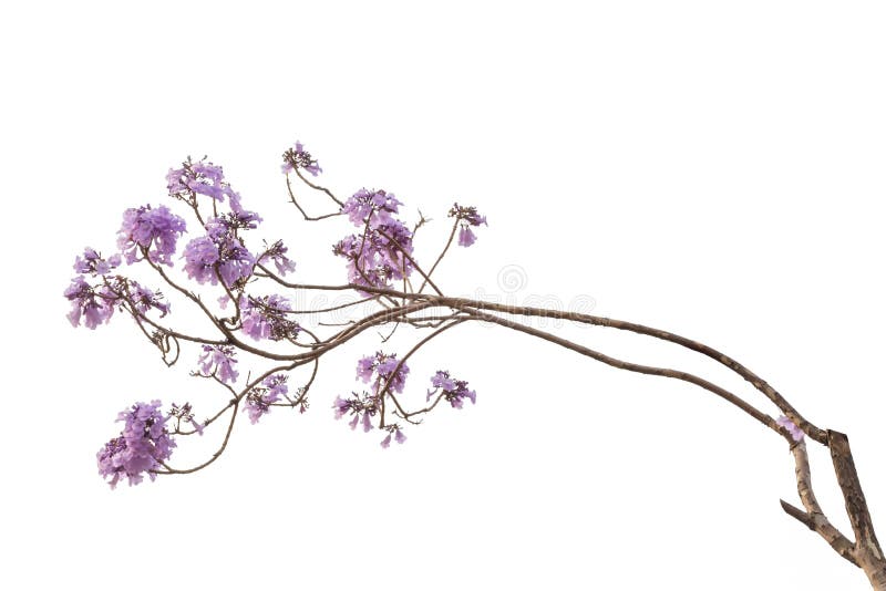 Jacaranda kwiat odizolowywający na białym tle zdjęcie royalty free Jacaranda kwiat odizolowywający na białym tle zdjęcie royalty free