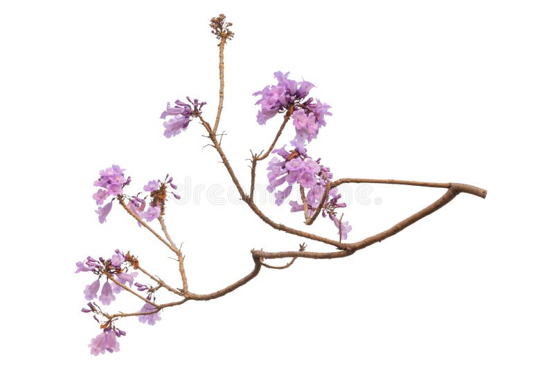 Jacaranda kwiat odizolowywający na białym tle zdjęcie royalty free Jacaranda kwiat odizolowywający na białym tle zdjęcie royalty free