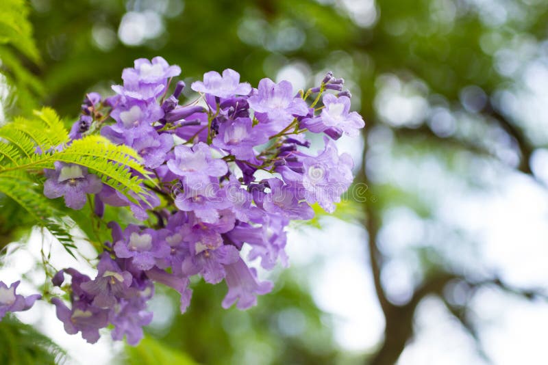 Jacaranda mimosifolia is a beautiful sub-tropical tree native to stock photography