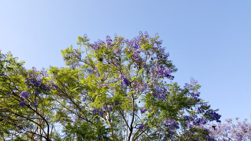 Jacaranda Spring Crown royalty free stock photo