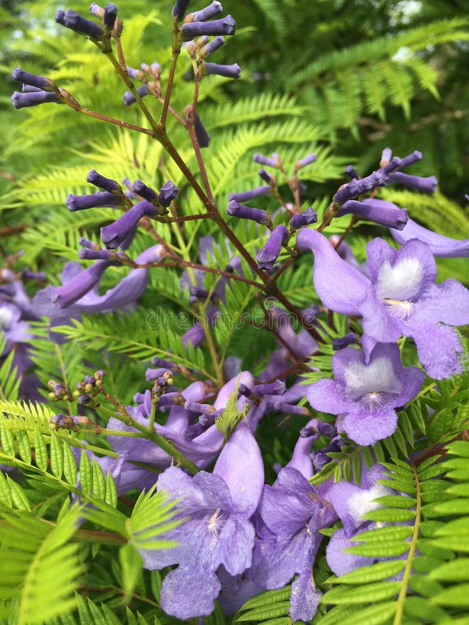 jacaranda tree with purple flowers jacaranda tree with purple flowers
