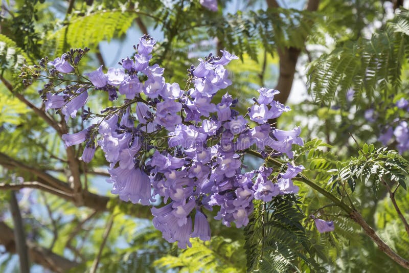 Jacaranda tree pods, seeds stock photo. Image of botany - 55469752