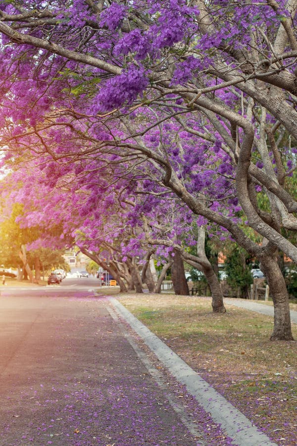 Jacaranda Tree in a Full Bloom with Beautiful Purple Flowers Stock