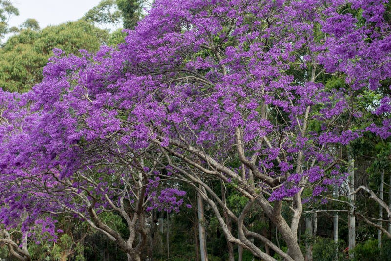 Jacaranda Tree in a Full Bloom with Beautiful Purple Flowers Stock