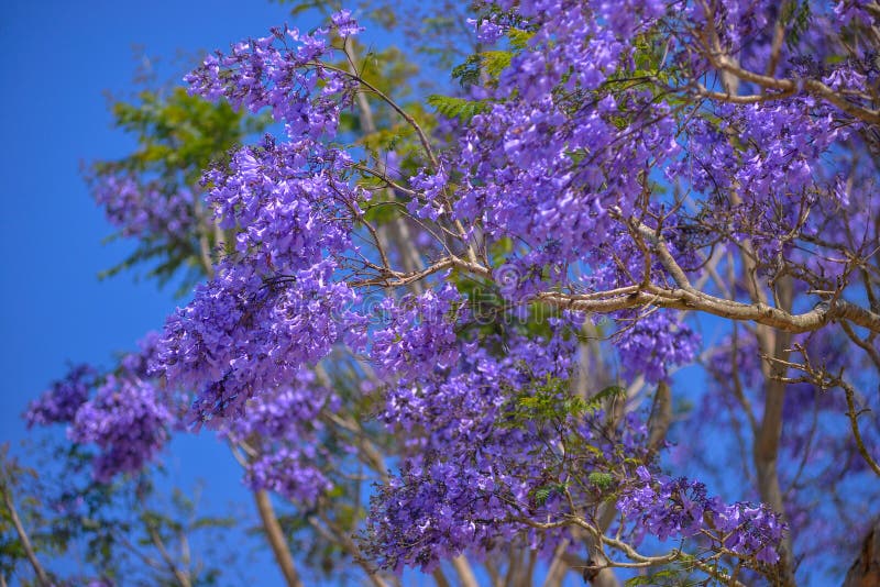 Jacaranda Tree in Maui, Hawaii Stock Image Image of wildflower