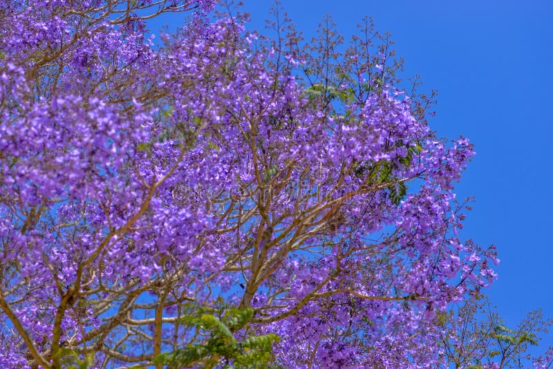 Jacaranda Tree in Maui, Hawaii Stock Photo Image of outdoors
