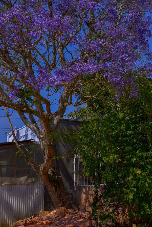 Jacaranda Tree in Maui, Hawaii Stock Photo Image of lilac, outdoors