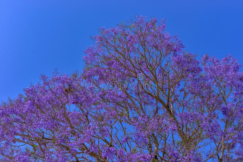 Jacaranda Tree in Maui, Hawaii Stock Image Image of maui, purple