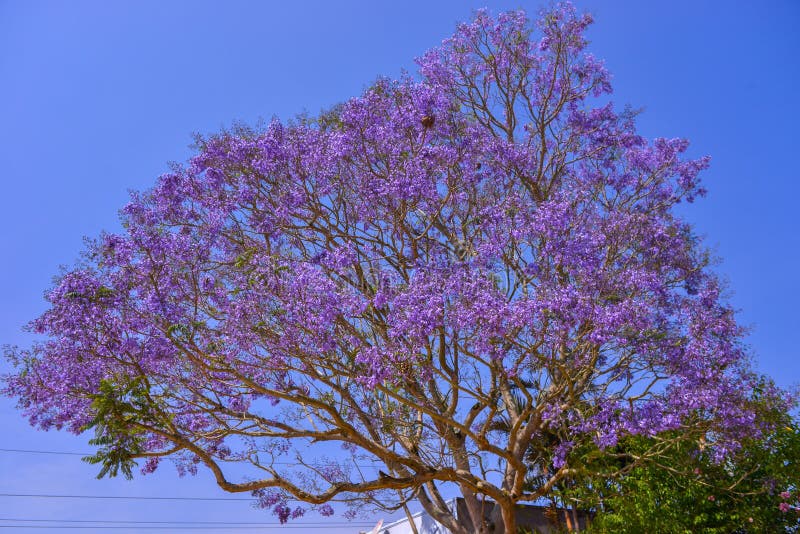 Jacaranda Tree in Maui, Hawaii Stock Photo Image of national