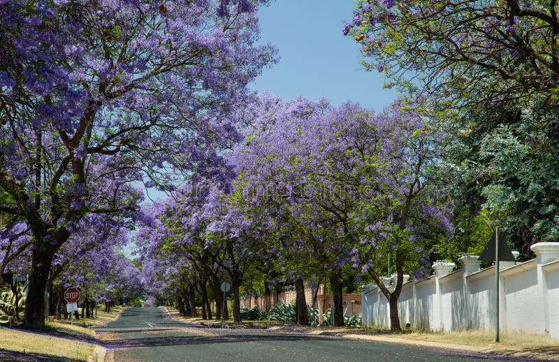 Jacaranda trees blooming in the streets of Johannesburg stock photography Jacaranda trees blooming in the streets of Johannesburg stock photography