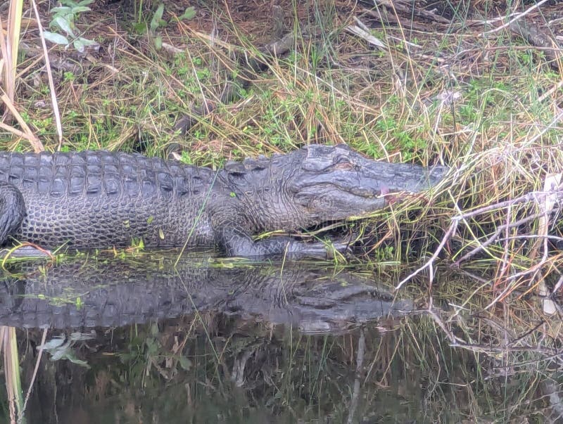 Jacaré a dormir à beira do rio foto de stock royalty free