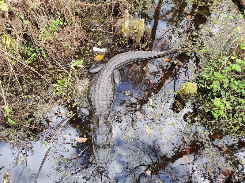 Jacaré-cama everglades florida imagem de stock