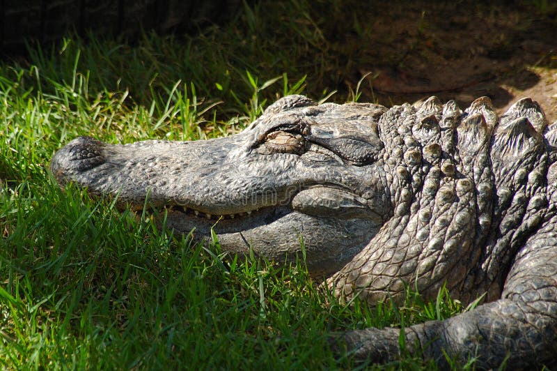Jacaré a dormir foto de stock