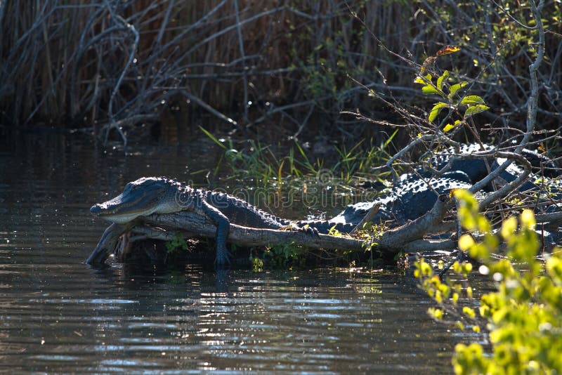 Jacaré a dormir foto de stock